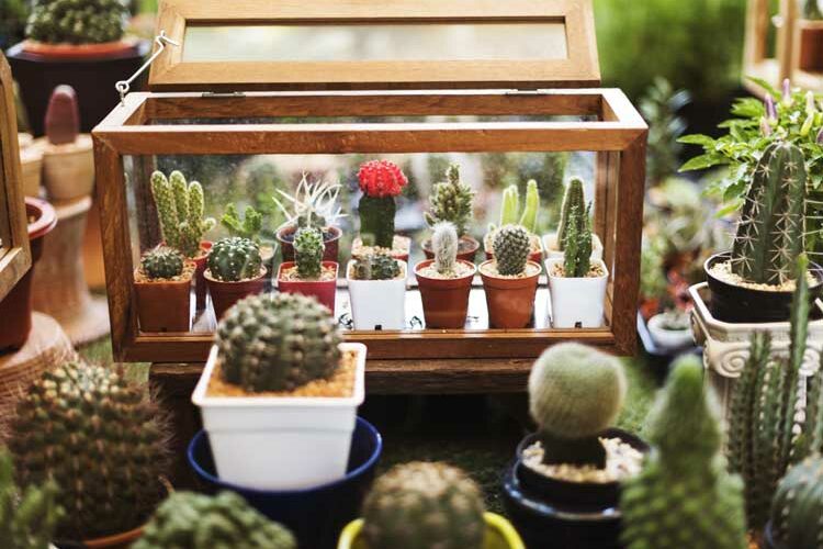cactus-house-pack cactus-house-pack